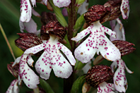 Orchis purpurea Orchis purpurea